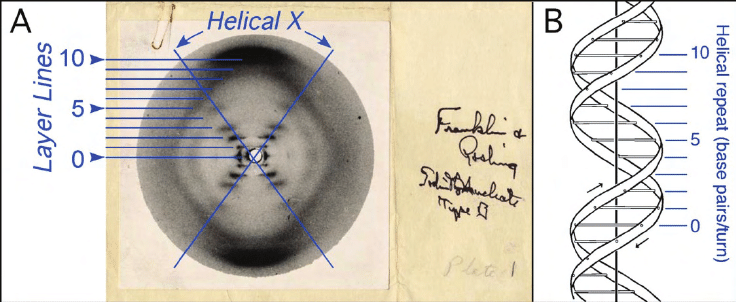 Structure-of-B-DNA-A-Photograph-51-of-B-DNA-X-ray-diffraction-photograph-of-a-DNA.png